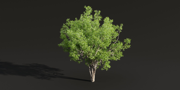 Trees for landscape collection vol 204-Blender