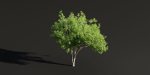 Trees for landscape collection vol 204-Blender