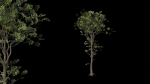 Trees pack