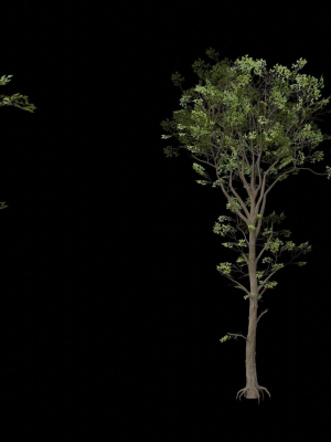 trees-pack-3d-model-299084d9cc