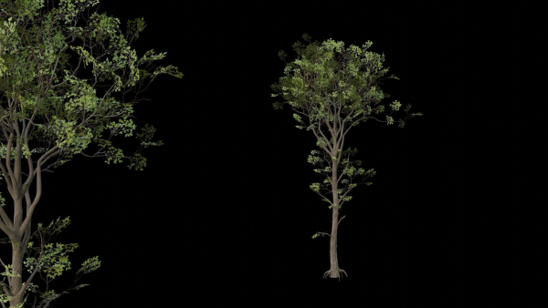 Trees pack
