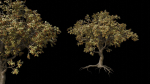 Trees pack