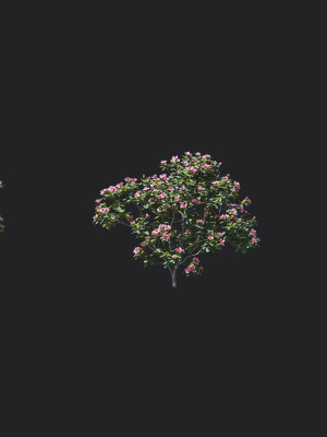 Trees - Rhododendron hybridum Models