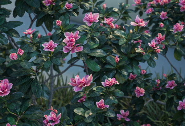 Trees - Rhododendron hybridum Models