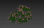 Trees - Rhododendron hybridum Models