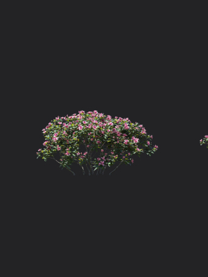 trees-rhododendron-hybridum-models-3d-model-6b1a184d50
