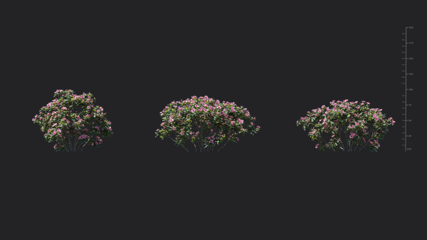 Trees - Rhododendron hybridum Models