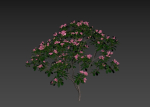 Trees - Rhododendron hybridum Models