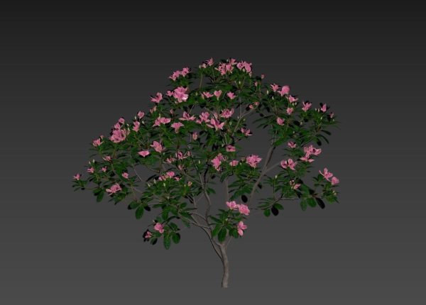Trees - Rhododendron hybridum Models