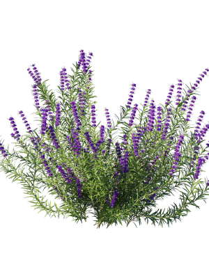 trichostema-lanatum-3d-model-37958d7800