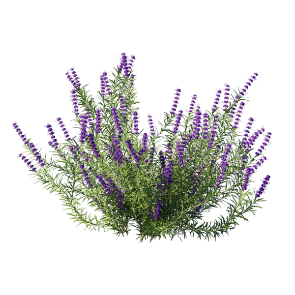 Trichostema lanatum