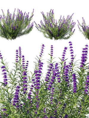 Trichostema lanatum