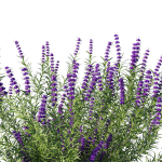 Trichostema lanatum
