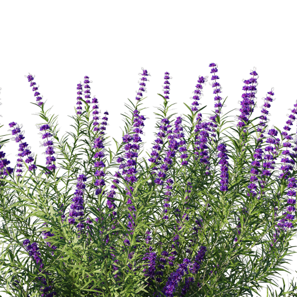 Trichostema lanatum
