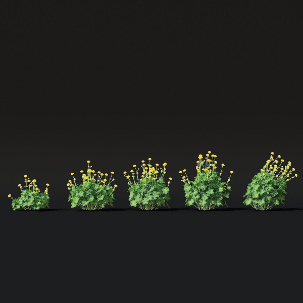 Trollius flower