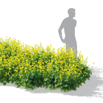 Trollius flower