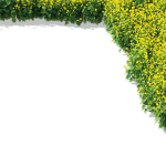 Trollius flower