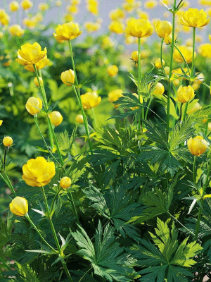 trollius-flower-3d-model-a3cfd2bf4b