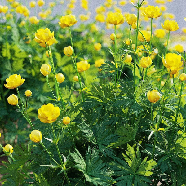 Trollius flower