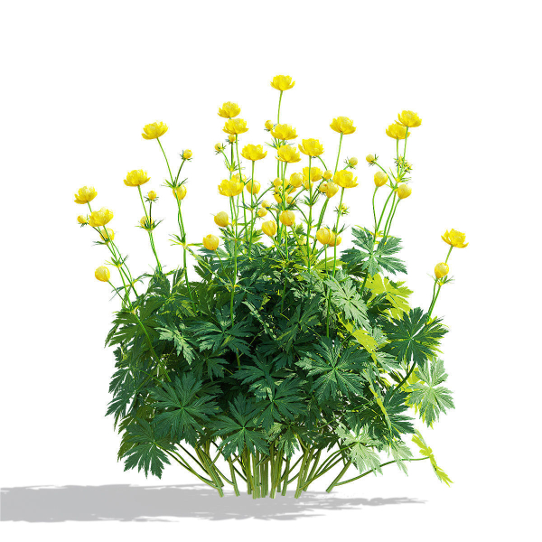 Trollius flower