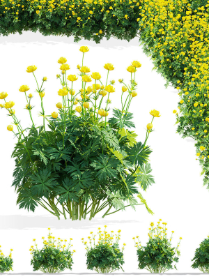 Trollius flower