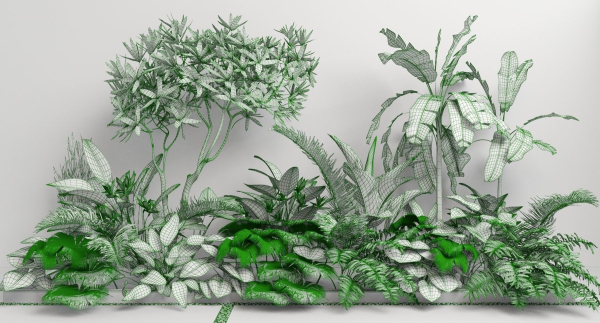 Tropic group of tropical plants
