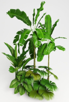 Tropic group of tropical plants