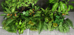 Tropic group of tropical plants