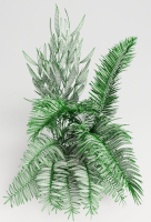 Tropic group of tropical plants