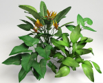Tropic group of tropical plants