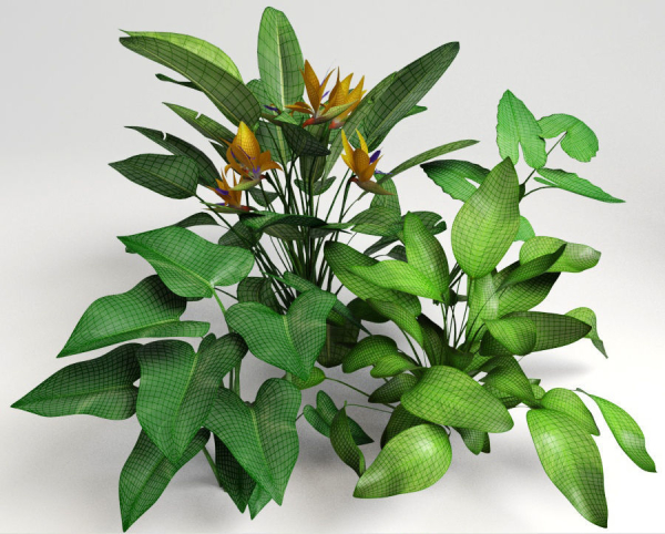 Tropic group of tropical plants