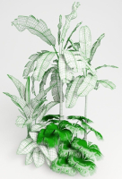 Tropic group of tropical plants