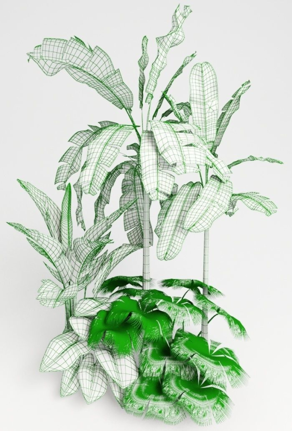 Tropic group of tropical plants