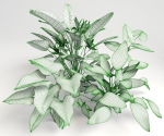 Tropic group of tropical plants