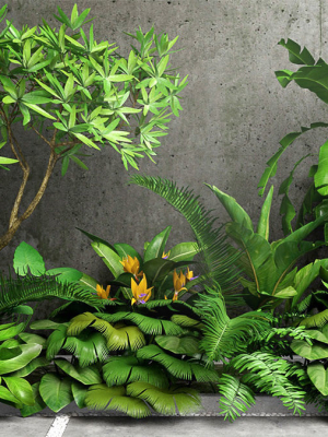 Tropic group of tropical plants