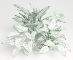 Tropic group of tropical plants