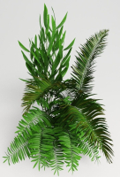 Tropic group of tropical plants
