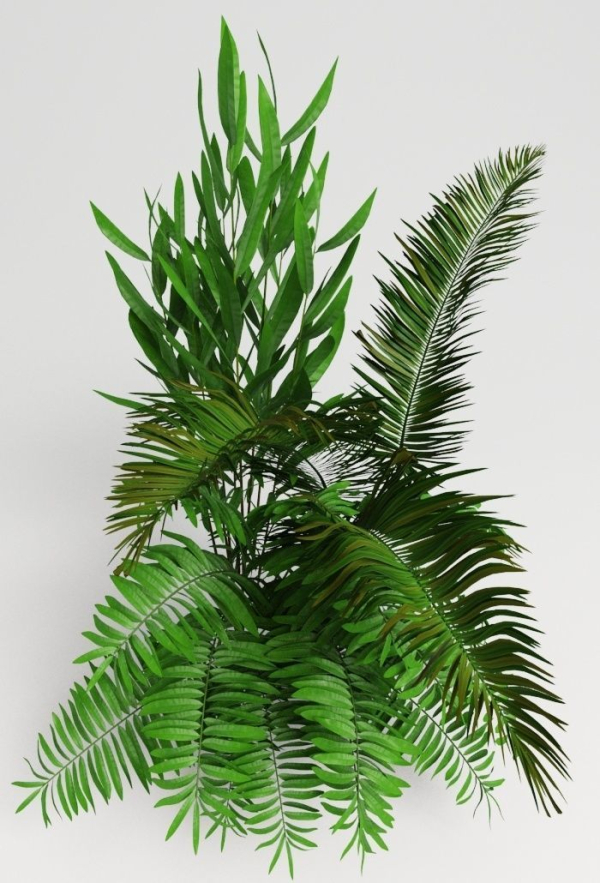 Tropic group of tropical plants