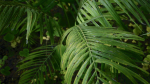 Tropical Forest