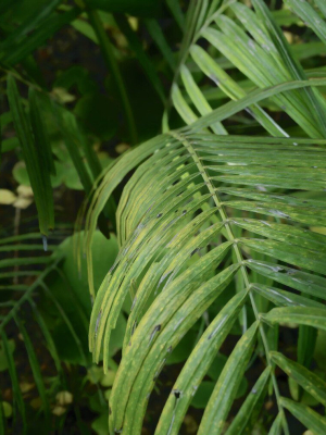tropical-forest-3d-model-low-poly-uasset
