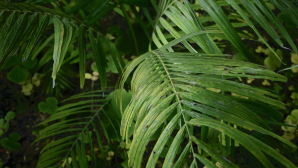 Tropical Forest