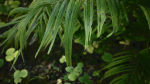 Tropical Forest