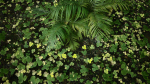 Tropical Forest