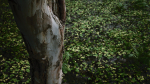 Tropical Forest