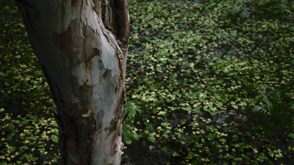 Tropical Forest