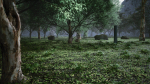Tropical Forest