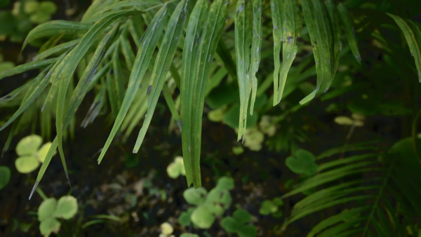 Tropical Forest