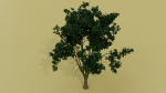 Tropical Tree