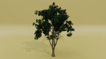Tropical Tree