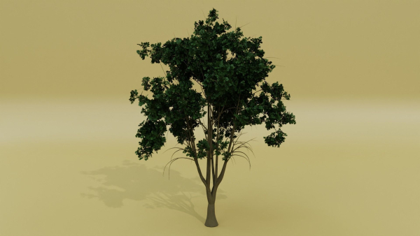 Tropical Tree